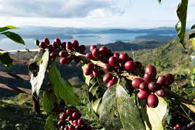 Nicaraguan Limoncillo - coffeeshop247.com
